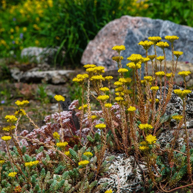 Kalliomaksaruoho - Sedum reflexum (Kasvutapa)