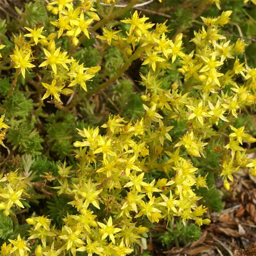 Särmämaksaruoho - Sedum sexangulare (Kukinta)
