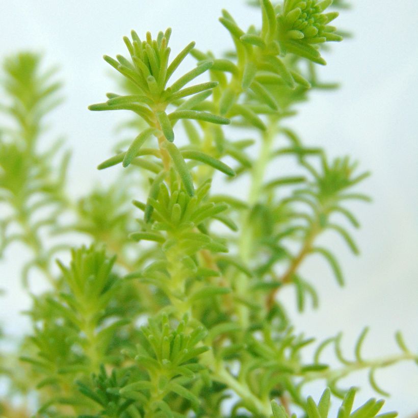 Särmämaksaruoho - Sedum sexangulare (Lehvistö)
