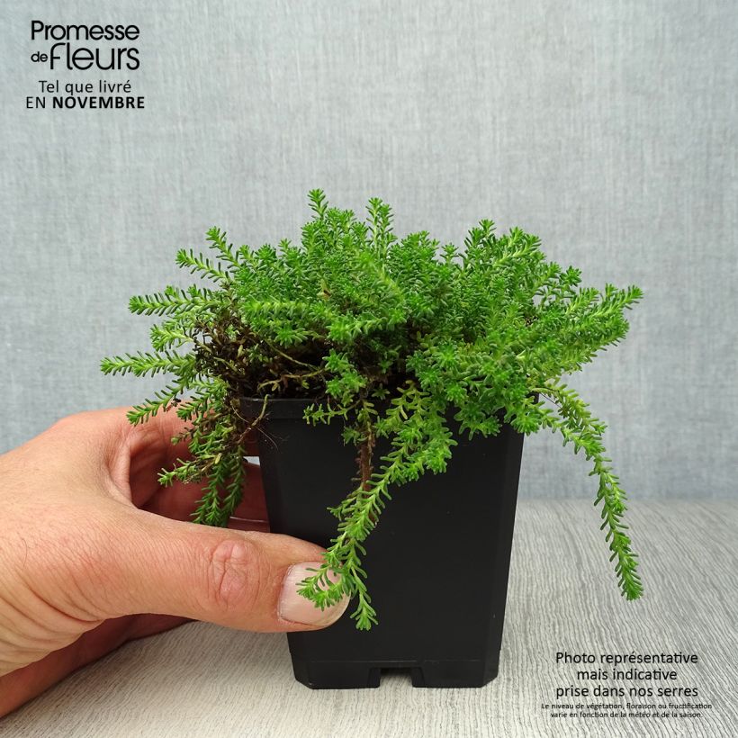 Esimerkki syksyllä toimitetusta Särmämaksaruoho - Sedum sexangulare 8/9 cm taimiruukku-taimesta