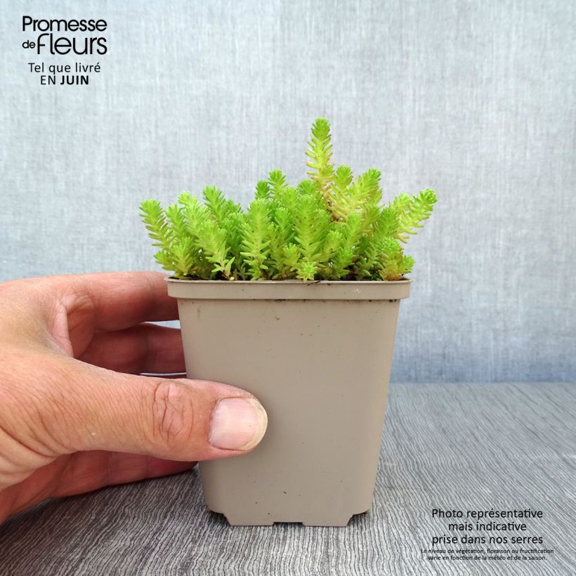 Esimerkki kesällä toimitetusta Särmämaksaruoho - Sedum sexangulare Godet de 8/9 cm-taimesta