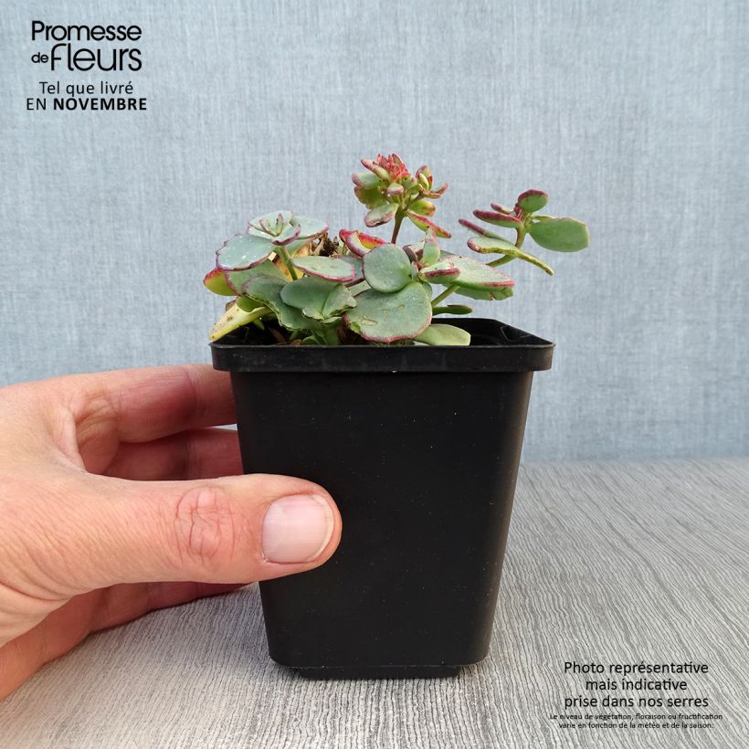 Esimerkki syksyllä toimitetusta Amppelimaksaruoho sieboldii 8/9 cm taimiruukku-taimesta