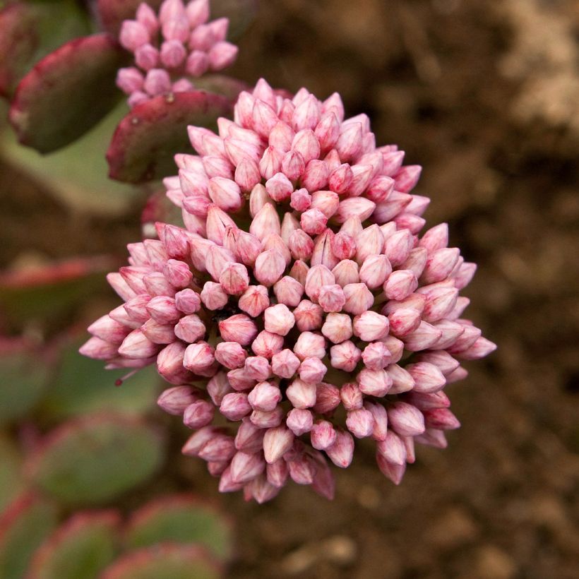 Amppelimaksaruoho sieboldii (Kukinta)