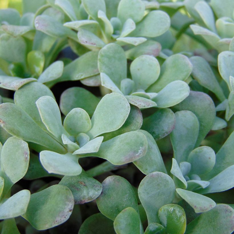 Lusikkamaksaruoho Purpureum (Lehvistö)