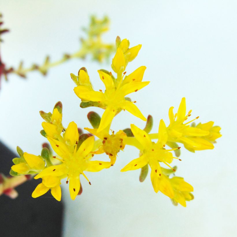 Lusikkamaksaruoho Purpureum (Kukinta)