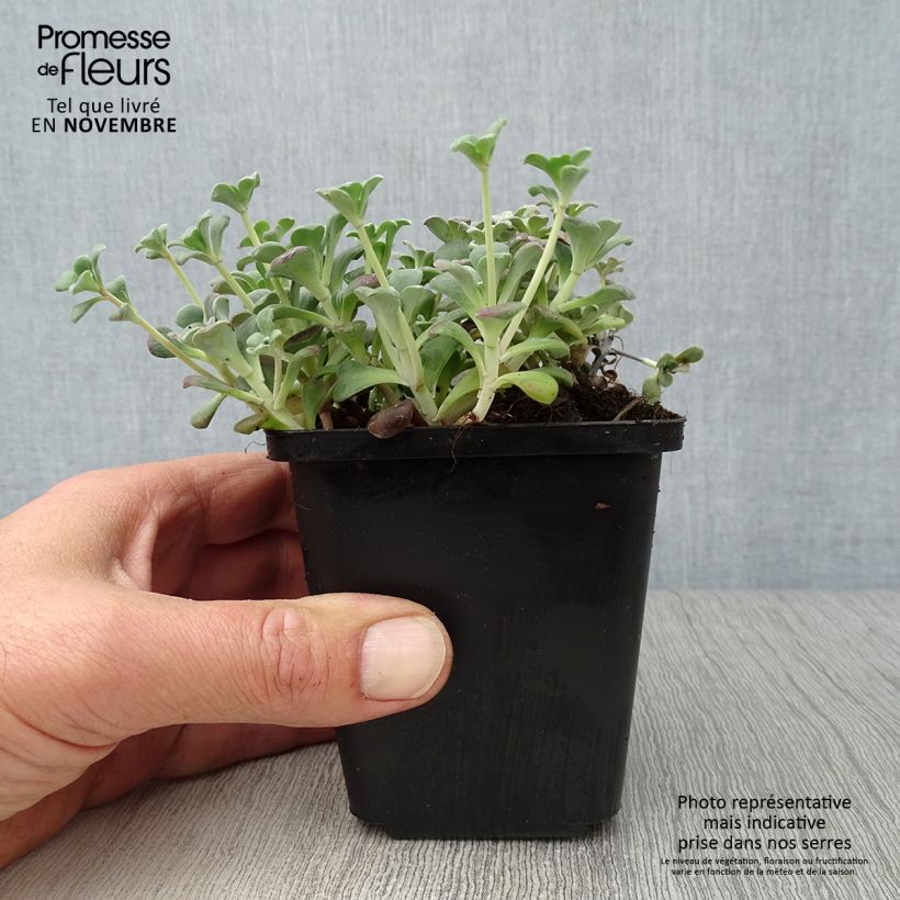 Esimerkki syksyllä toimitetusta Lusikkamaksaruoho Purpureum 8/9 cm taimiruukku-taimesta