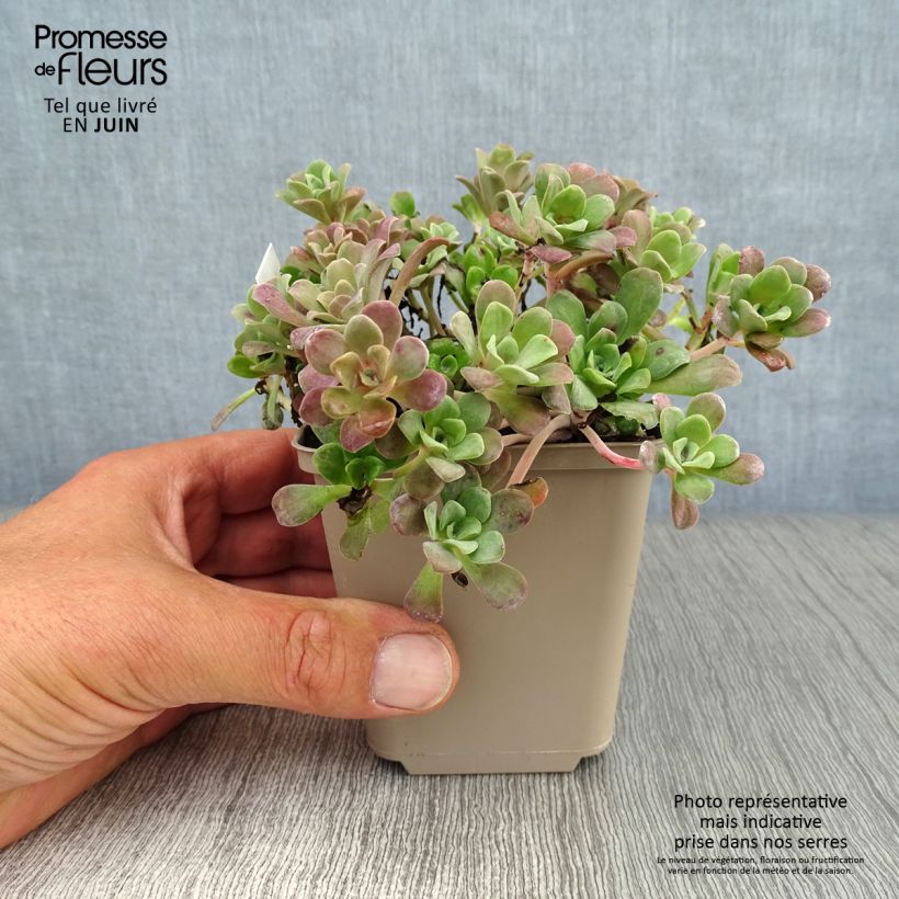 Esimerkki kesällä toimitetusta Lusikkamaksaruoho Purpureum Godet de 8/9 cm-taimesta