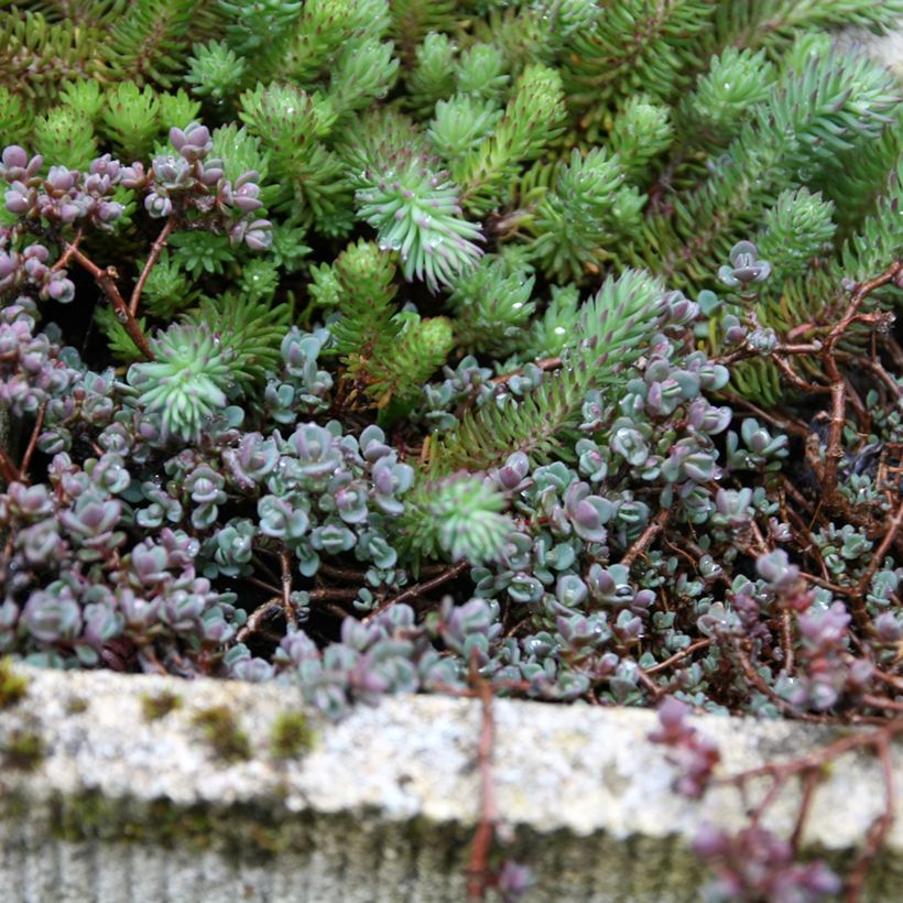 Lusikkamaksaruoho Purpureum (Kasvutapa)