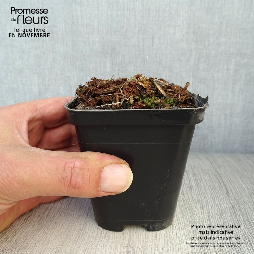 Esimerkki syksyllä toimitetusta Syysmaksaruoho Carl 8/9 cm taimiruukku-taimesta