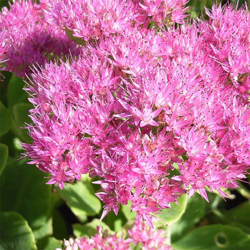 Syysmaksaruoho Carmen (Kukinta)