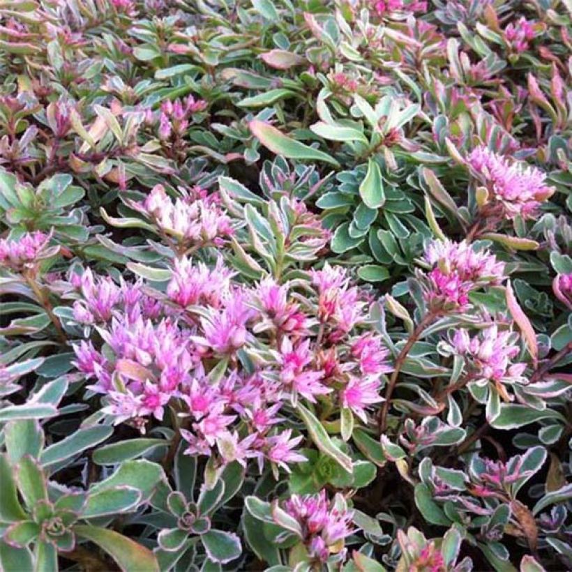 Kaukasianmaksaruoho Variegatum (Kukinta)