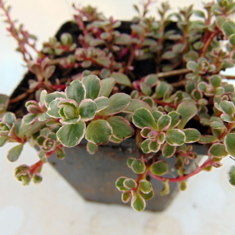 Kaukasianmaksaruoho Variegatum (Lehvistö)