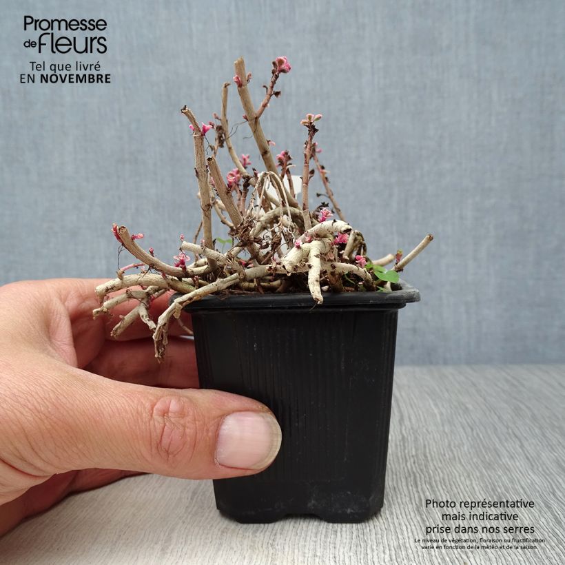 Esimerkki syksyllä toimitetusta Kaukasianmaksaruoho Variegatum 8/9 cm taimiruukku-taimesta