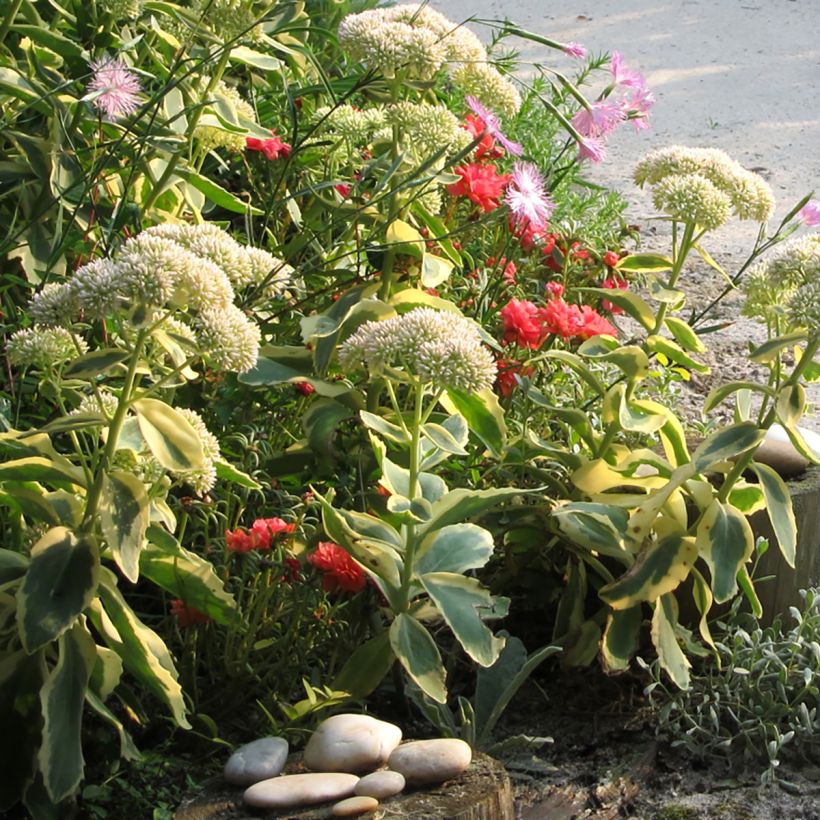Syysmaksaruoho Autumn Charm (Kasvutapa)