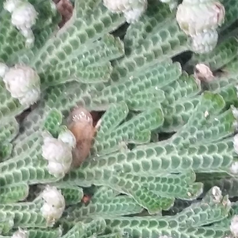 Peikonmähkä - Selaginella lepidophylla (Lehvistö)