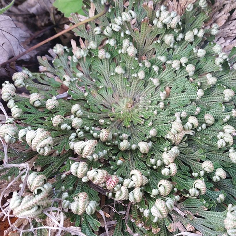 Peikonmähkä - Selaginella lepidophylla (Kasvutapa)