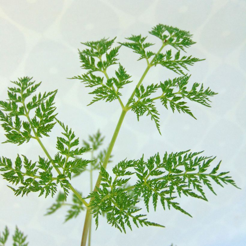 Selinum wallichianum (Lehvistö)