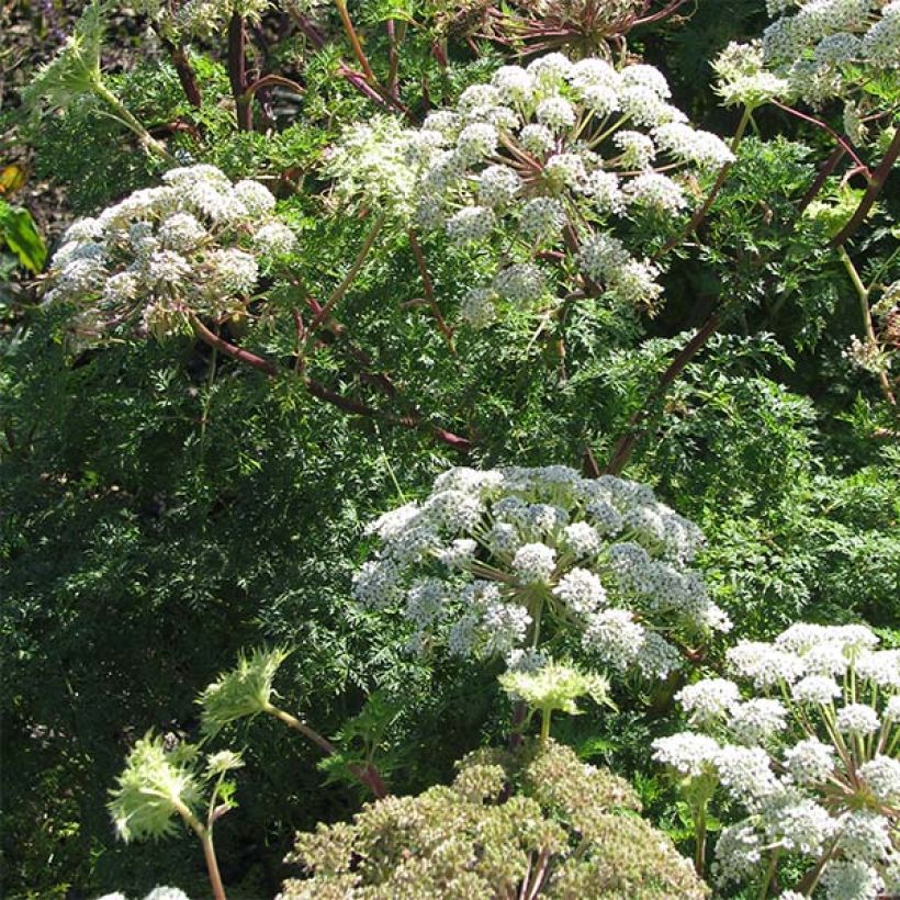 Selinum wallichianum (Kukinta)