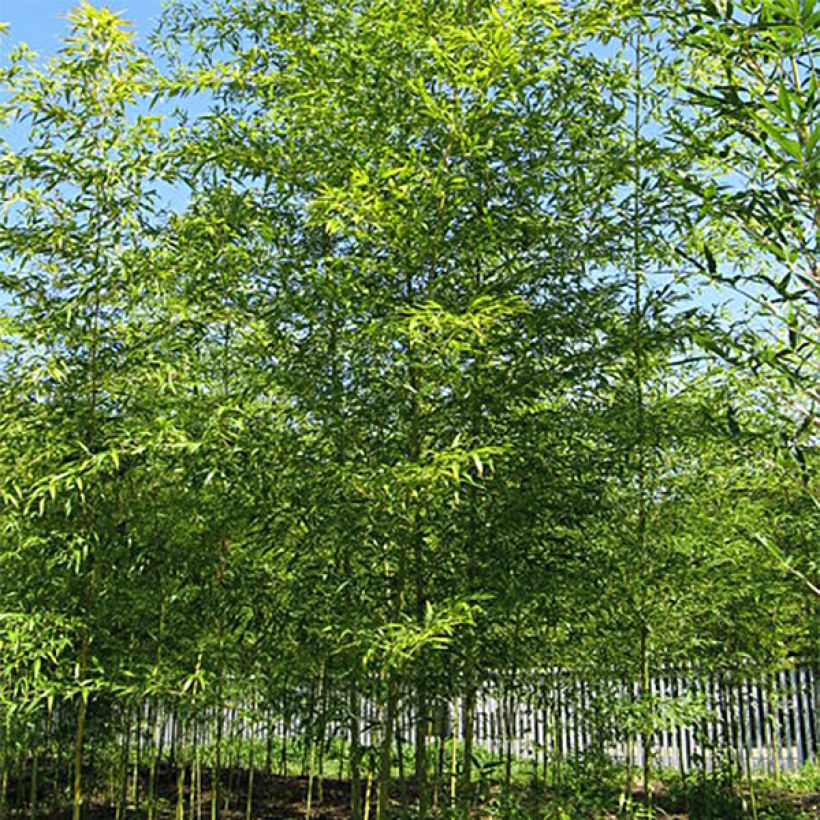 Bambu - Semiarundinaria fastuosa (Kasvutapa)