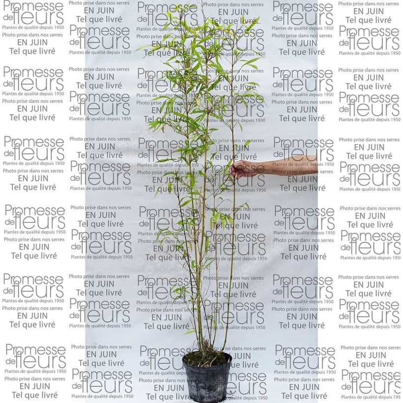 Esimerkki toimitetusta Bambu - Semiarundinaria fastuosa Pot de 7,5L/10L-taimesta