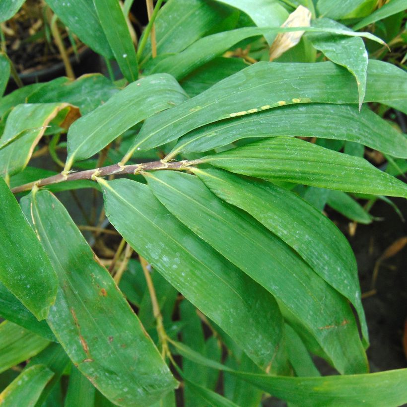 Bambu - Semiarundinaria fastuosa (Lehvistö)