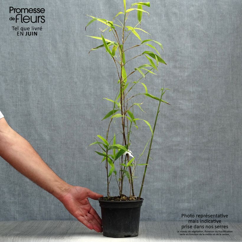 Esimerkki kesällä toimitetusta Bambu - Semiarundinaria fastuosa Pot de 1,5L/2L-taimesta