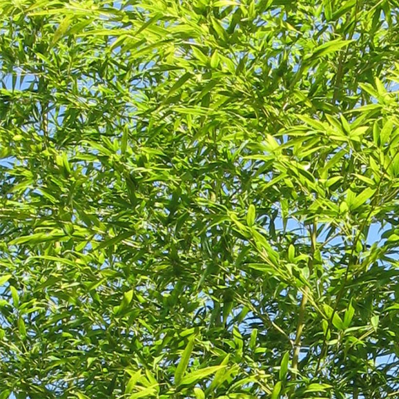 Bambu Viridis (Lehvistö)