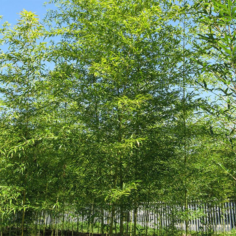 Bambu Viridis (Kasvutapa)