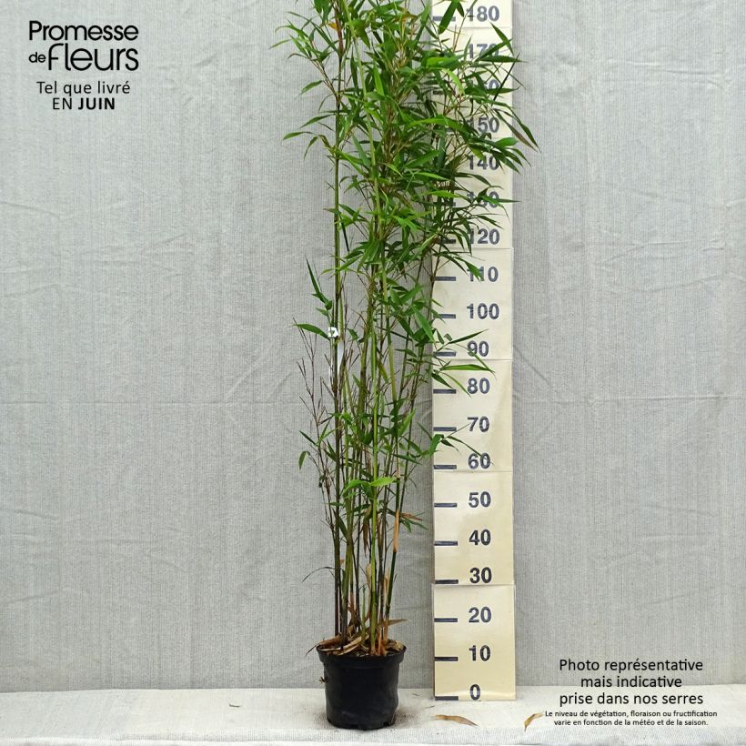 Esimerkki kesällä toimitetusta Bambu Viridis Pot de 4L/5L-taimesta