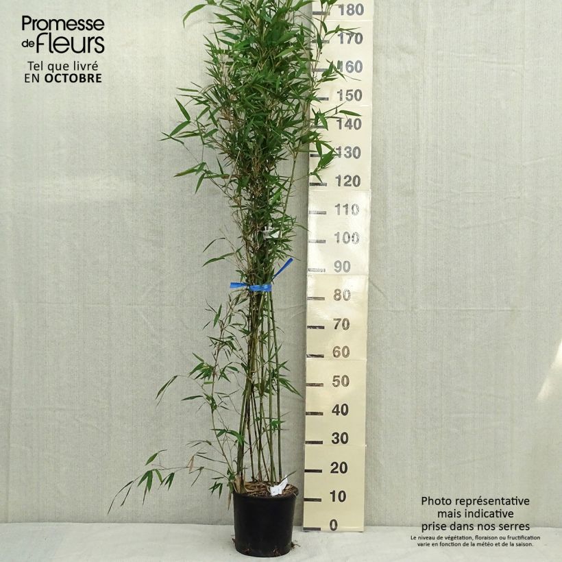 Esimerkki syksyllä toimitetusta Bambu - Semiarundinaria makinoi 4 litran/5 litran ruukku-taimesta