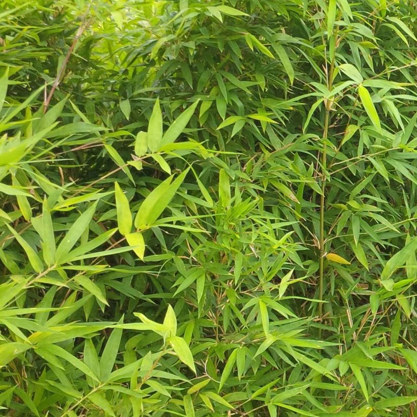 Bambu - Semiarundinaria makinoi (Lehvistö)