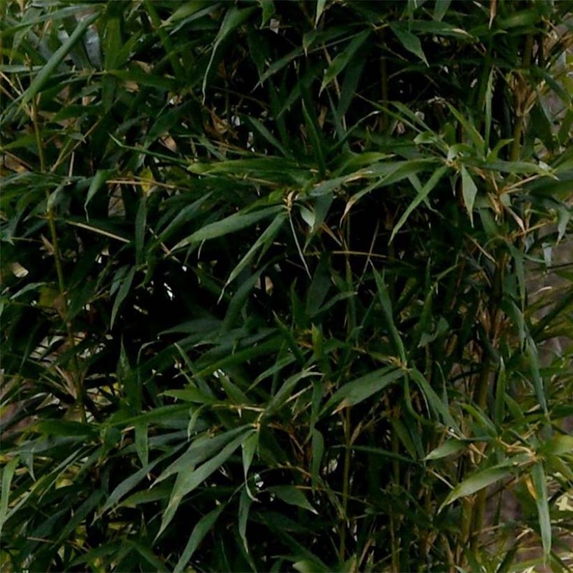 Bambu Kimmei (Lehvistö)