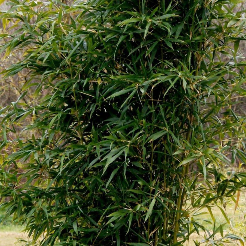 Bambu Kimmei (Kasvutapa)