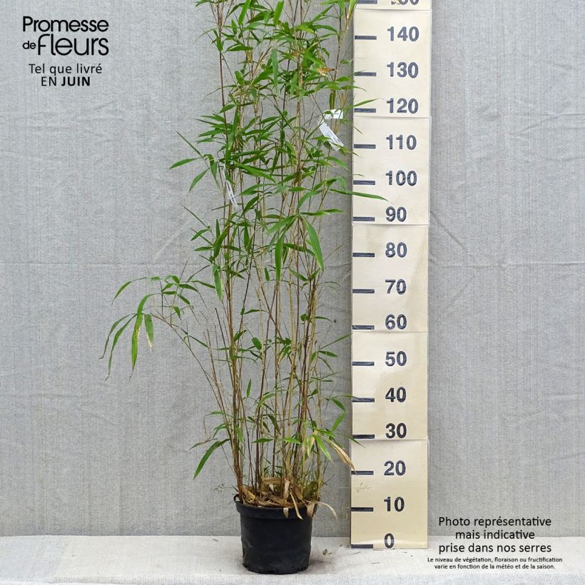 Esimerkki kesällä toimitetusta Bambu Kimmei Pot de 4L/5L-taimesta