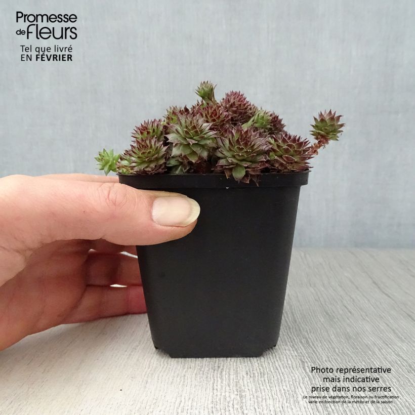 Esimerkki talvella toimitetusta Mehitähti Bronco 8/9 cm taimiruukku-taimesta