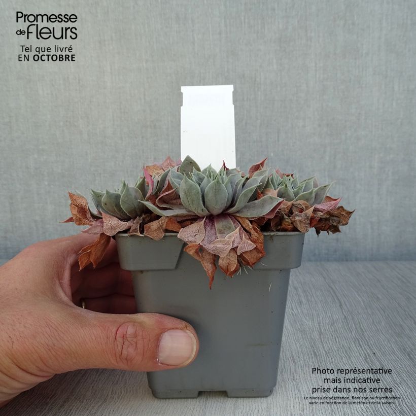Esimerkki syksyllä toimitetusta Mehitähti Chick Charms Berry Blues 10 cm/11 cm ruukku-taimesta