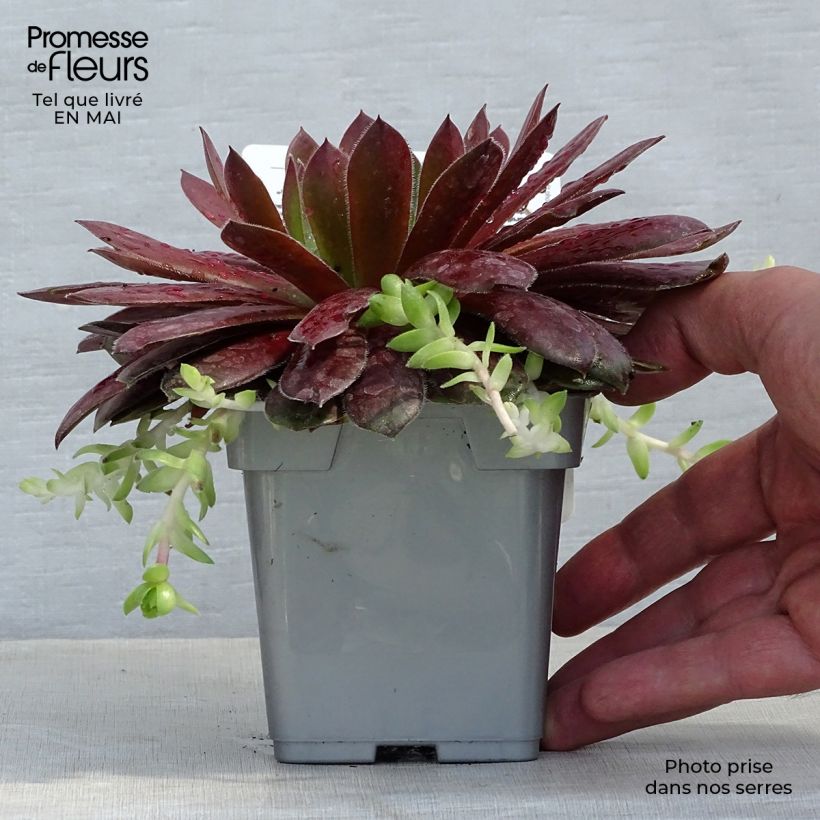 Esimerkki keväällä toimitetusta Mehitähti Chick Charms Cherry Berry Pot de 10 cm/11cm-taimesta