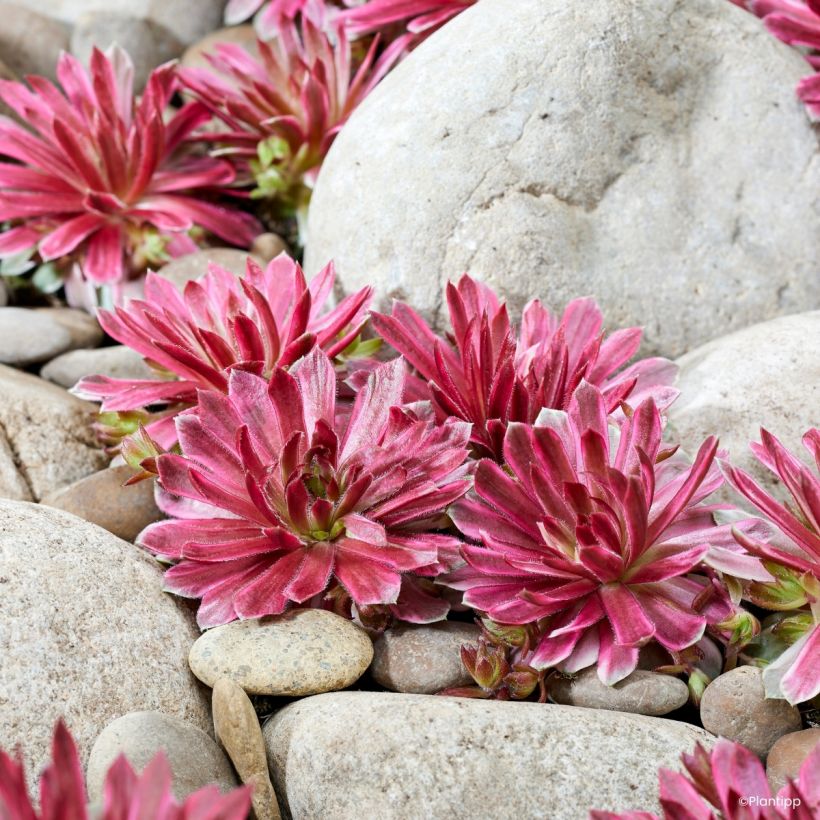 Mehitähti Lotus Blossom (Kasvutapa)