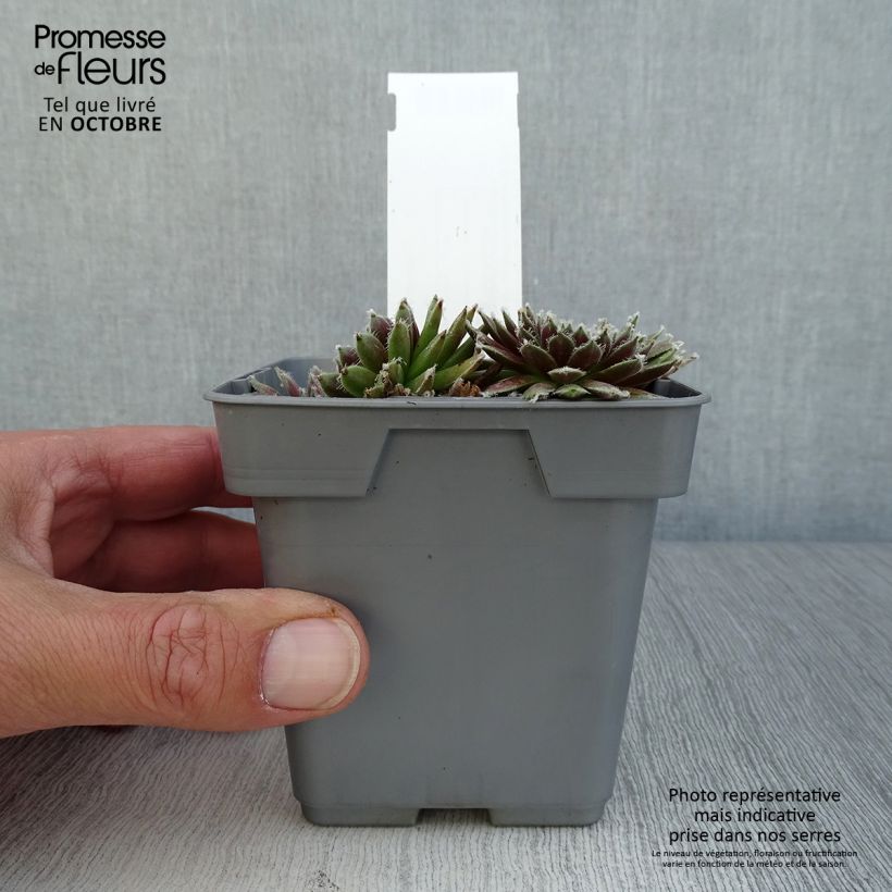 Esimerkki syksyllä toimitetusta Mehitähti Chick Charms Plum Perfect 10 cm/11 cm ruukku-taimesta