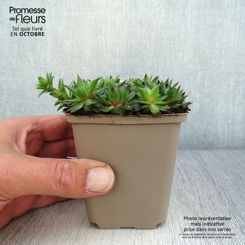 Esimerkki syksyllä toimitetusta Mehitähti Dark Beauty 8/9 cm taimiruukku-taimesta