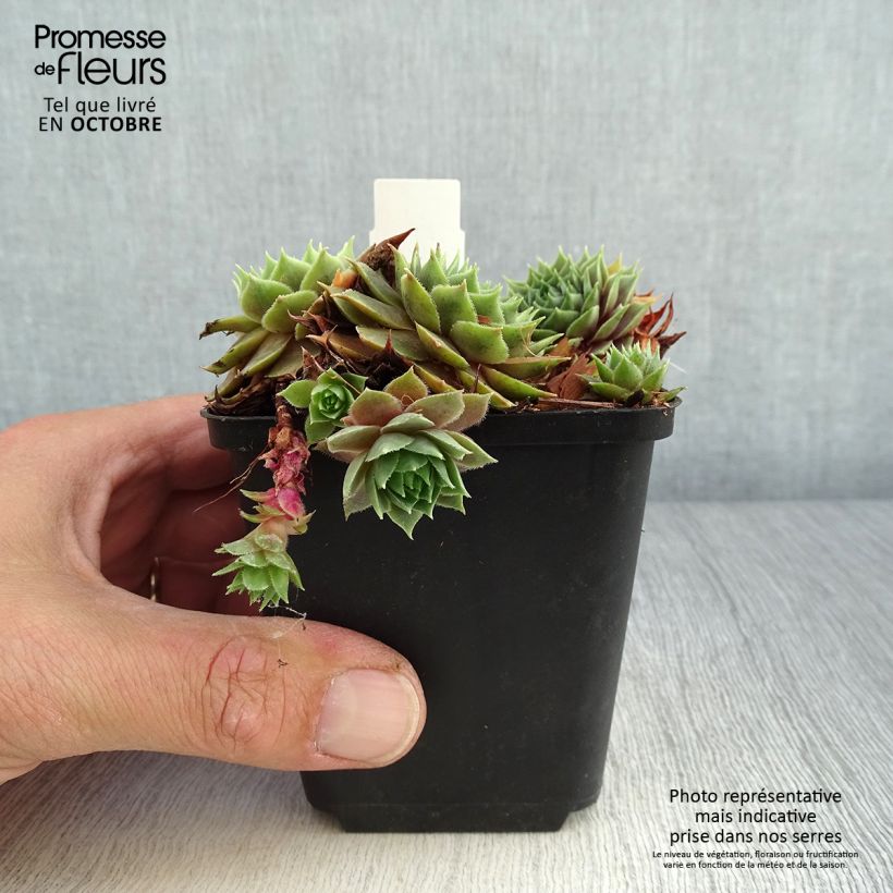 Esimerkki syksyllä toimitetusta Mehitähti Feldmaier 8/9 cm taimiruukku-taimesta
