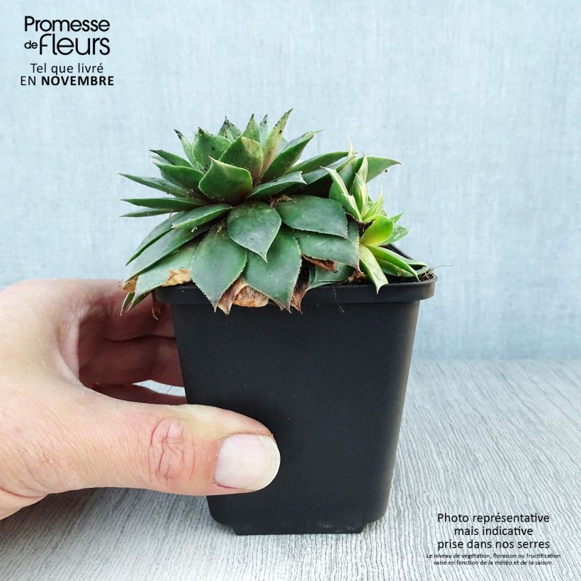 Esimerkki syksyllä toimitetusta Mehitähti Gemengd 8/9 cm taimiruukku-taimesta