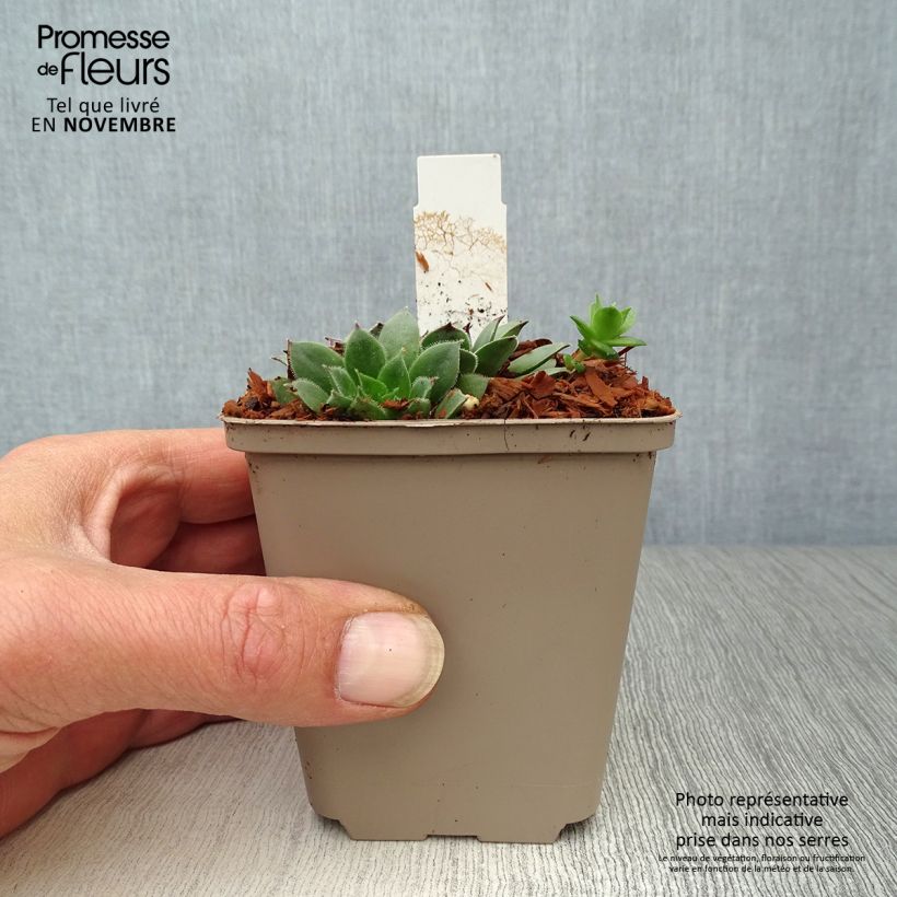 Esimerkki syksyllä toimitetusta Mehitähti Noir 8/9 cm taimiruukku-taimesta
