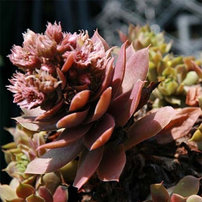 Mehitähti Purple Beauty (Kukinta)