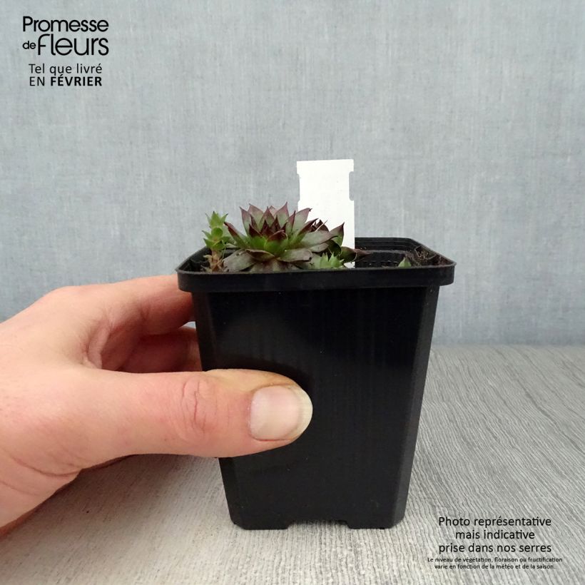 Esimerkki talvella toimitetusta Seittimehitähti Rubin 8/9 cm taimiruukku-taimesta