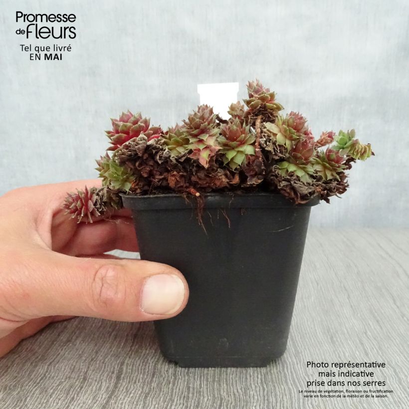 Esimerkki keväällä toimitetusta Mehitähti Red Velvet Godet de 8/9 cm-taimesta