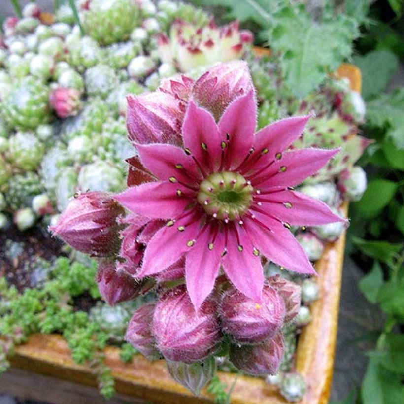 Seittimehitähti - Sempervivum arachnoideum (Kukinta)