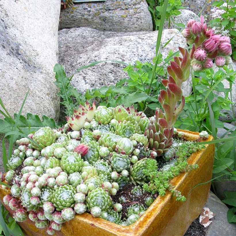 Seittimehitähti - Sempervivum arachnoideum (Kasvutapa)