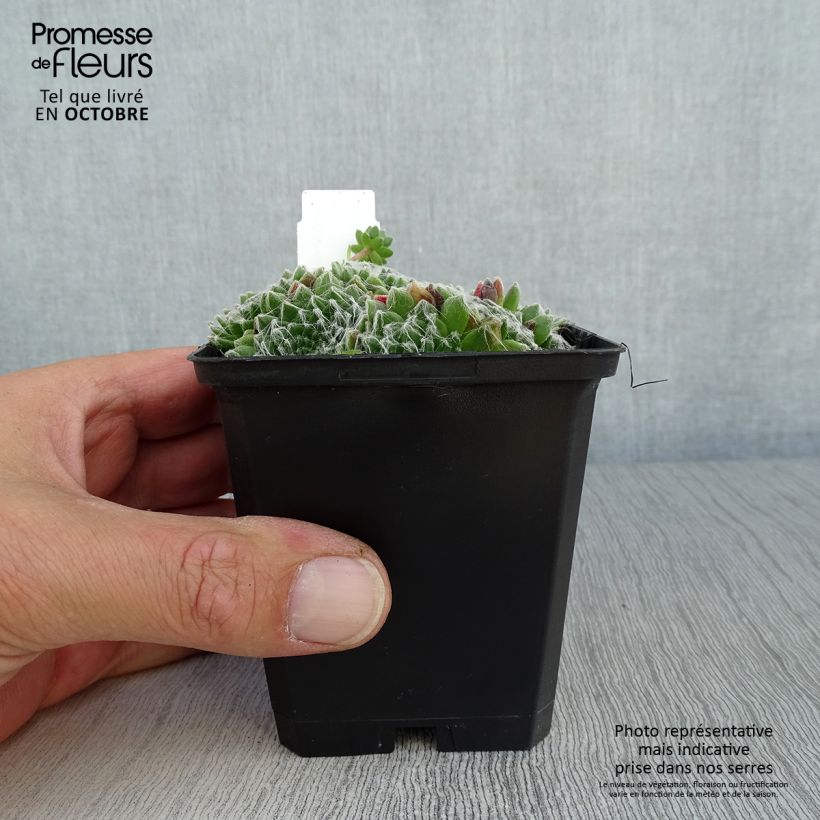 Esimerkki syksyllä toimitetusta Seittimehitähti - Sempervivum arachnoideum 8/9 cm taimiruukku-taimesta