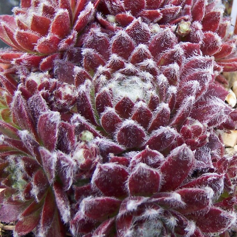 Seittimehitähti Rubrum (Lehvistö)